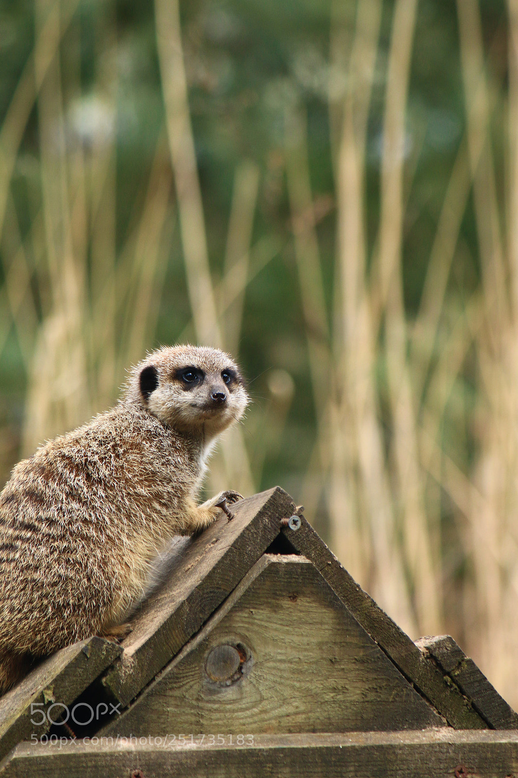Canon EOS 70D sample photo. There he is..... photography