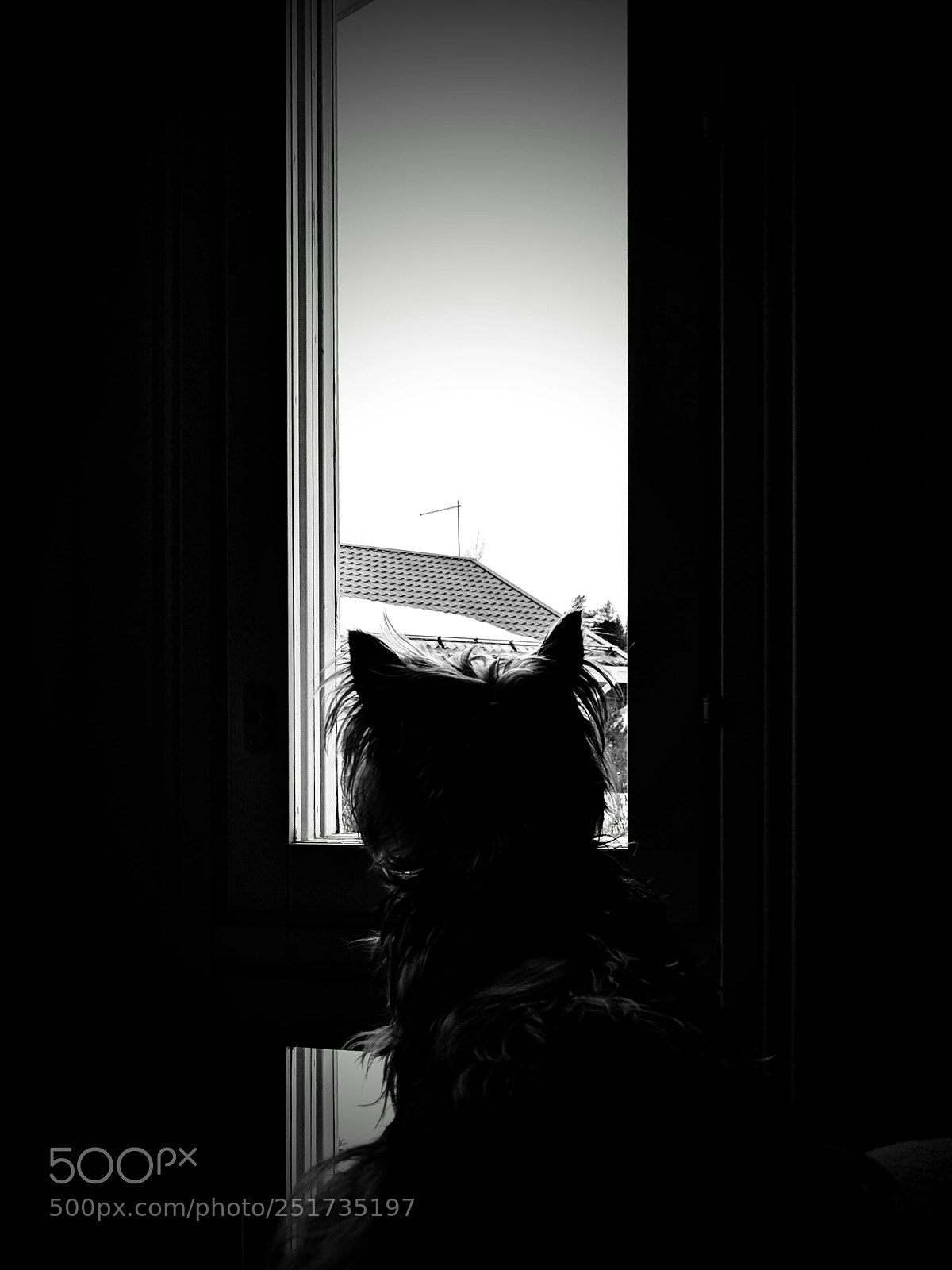 Google Pixel sample photo. Watchdog photography