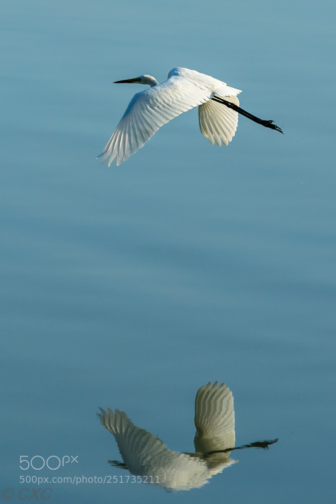 Canon EOS 5D Mark IV sample photo. Birds - 8 photography