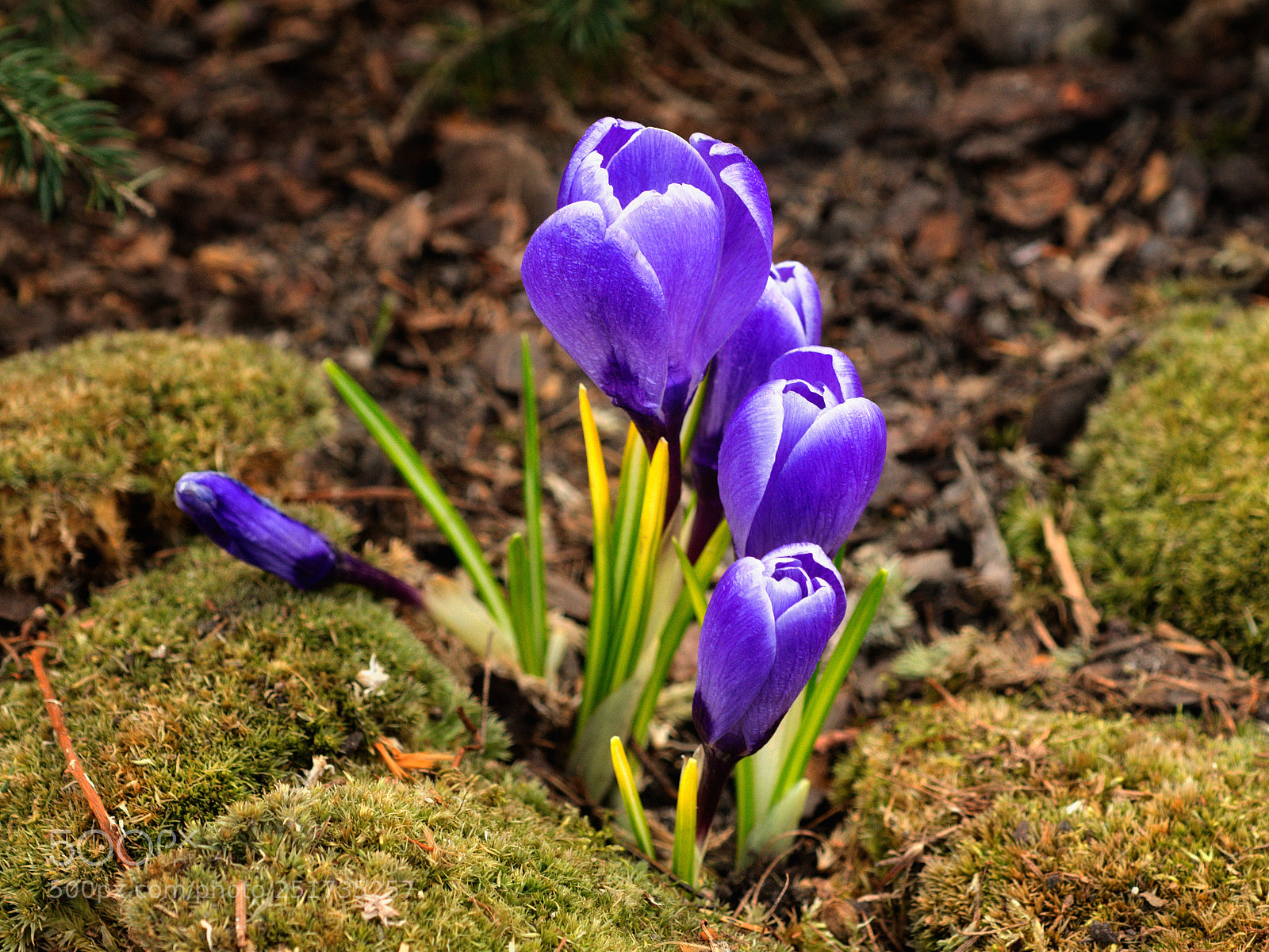 Nikon D7200 sample photo. Spring is coming photography