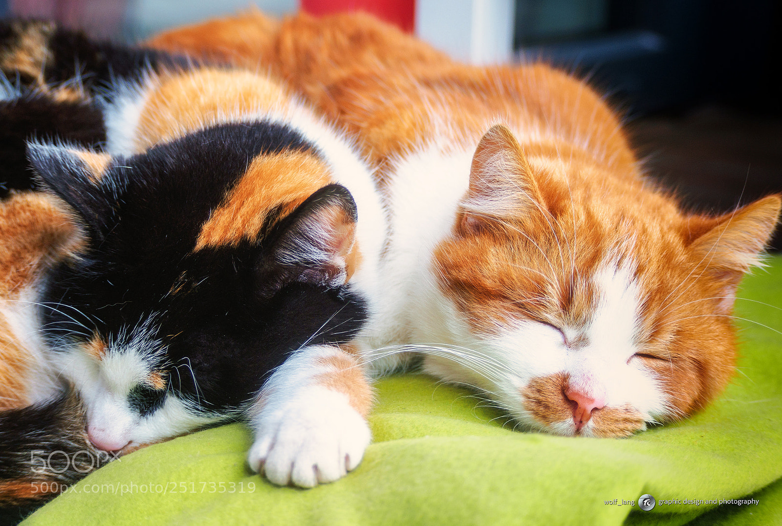 Olympus OM-D E-M10 II sample photo. Polly and marley photography