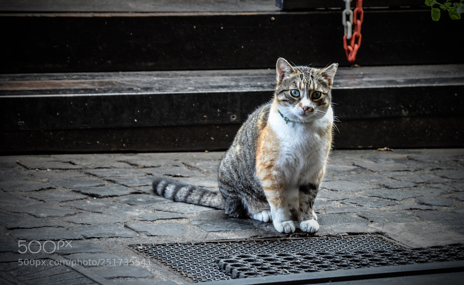 Nikon D7000 sample photo. Psx_20170508_232210.jpg photography