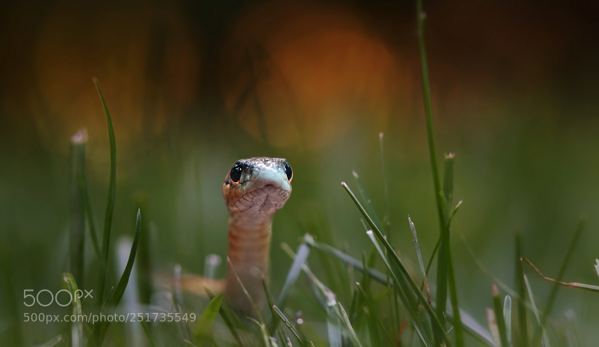 Sony a6300 sample photo. Snake photography