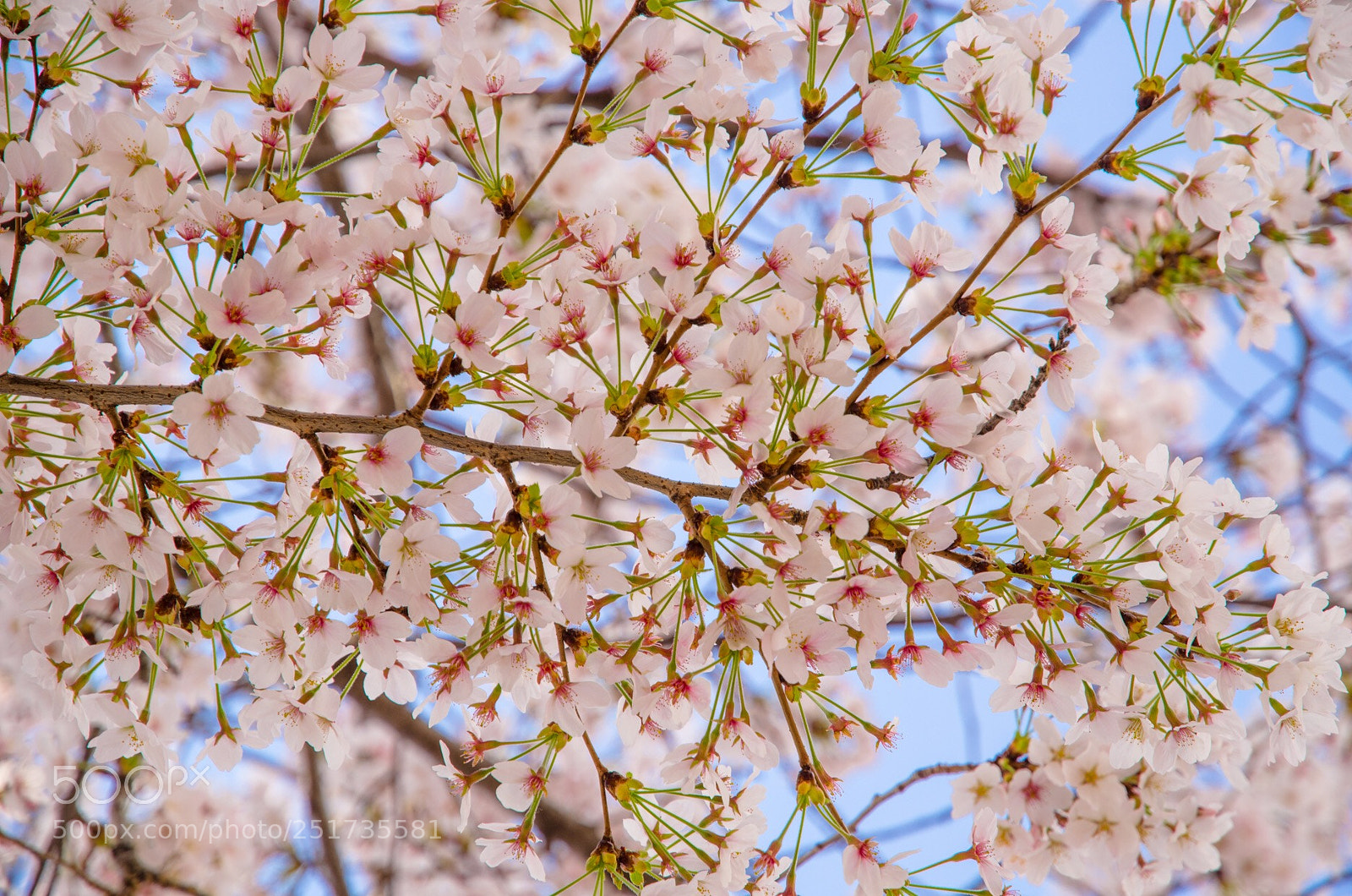 Nikon D7000 sample photo. Cherry blossom photography