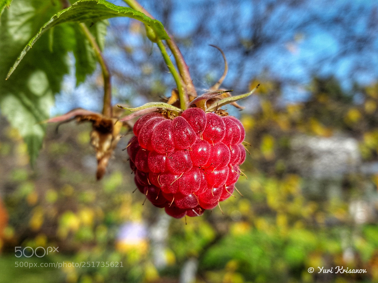 Samsung Galaxy Alpha sample photo. Raspberries in the autumn photography