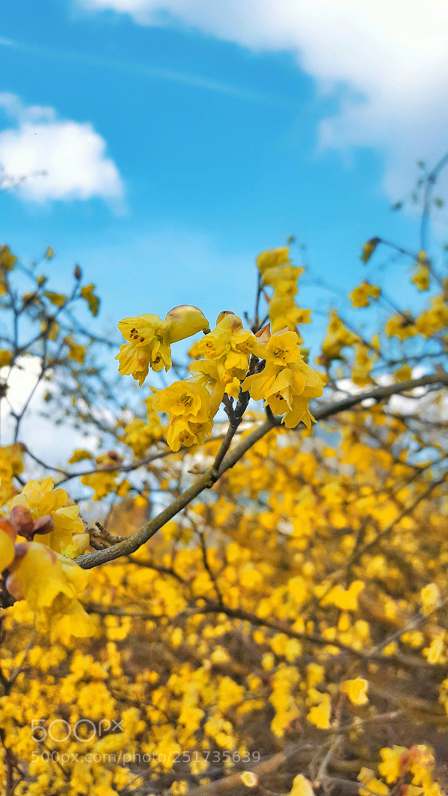 Samsung Galaxy S6 sample photo. Spring 2018 photography