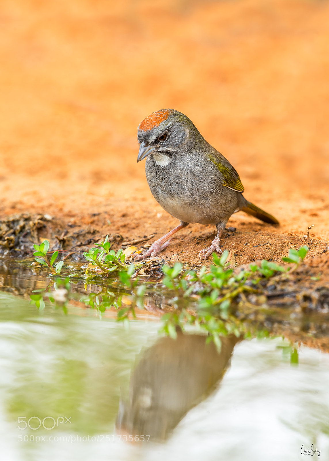 Nikon D4 sample photo. Green-tailed towhee rascador migratorio photography