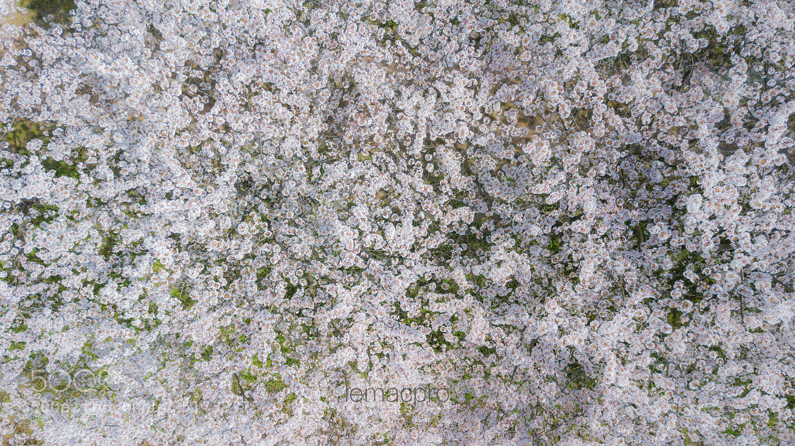 DJI FC220 sample photo. Sakura from above... photography