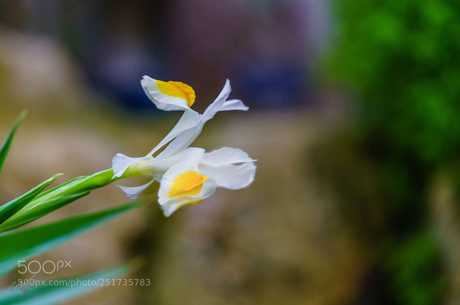 Sony a7R II sample photo. Kew flowers photography
