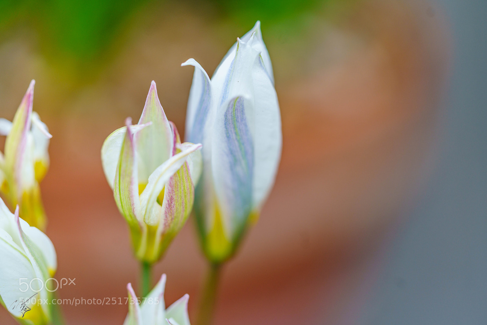 Sony a7R II sample photo. Kew flowers photography