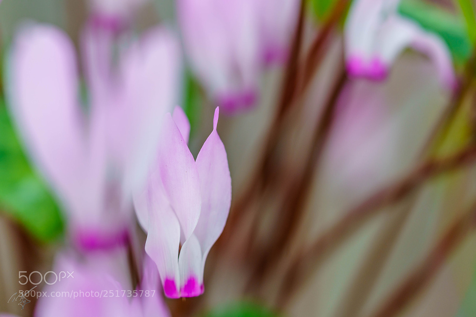 Sony a7R II sample photo. Kew flowers photography