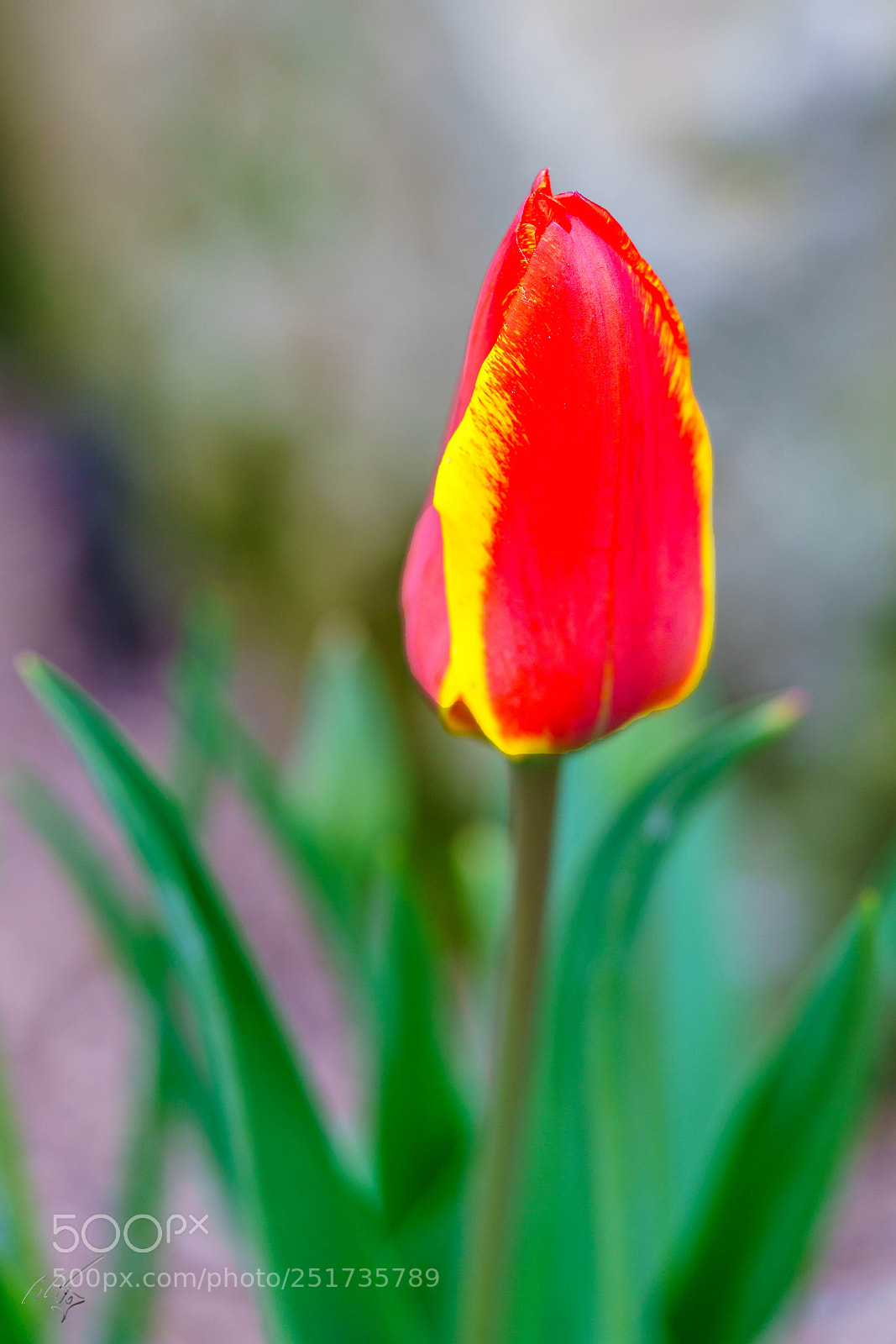 Sony a7R II sample photo. Kew flowers photography