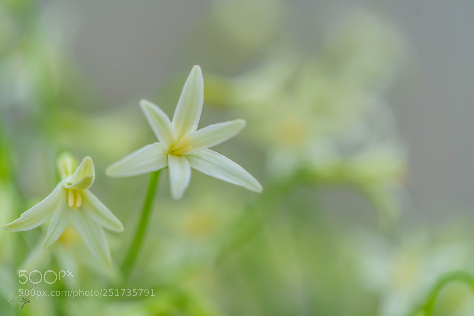 Sony a7R II sample photo. Kew flowers photography