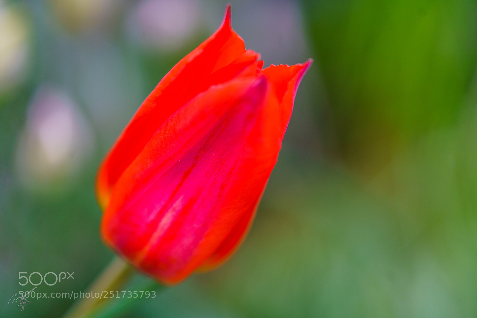 Sony a7R II sample photo. Kew flowers photography