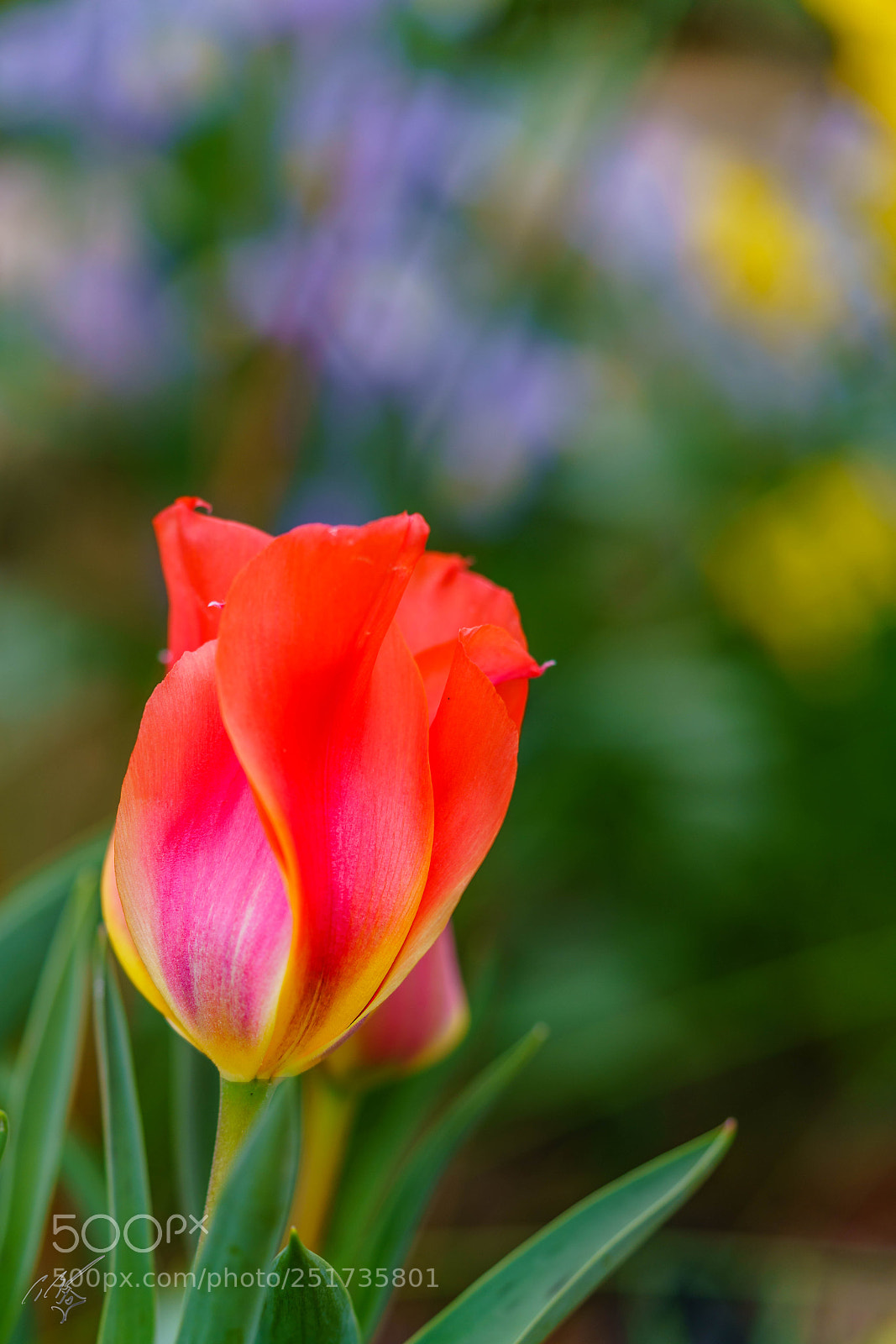 Sony a7R II sample photo. Kew flowers photography