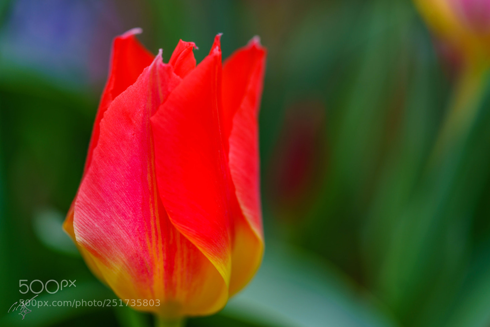 Sony a7R II sample photo. Kew flowers photography