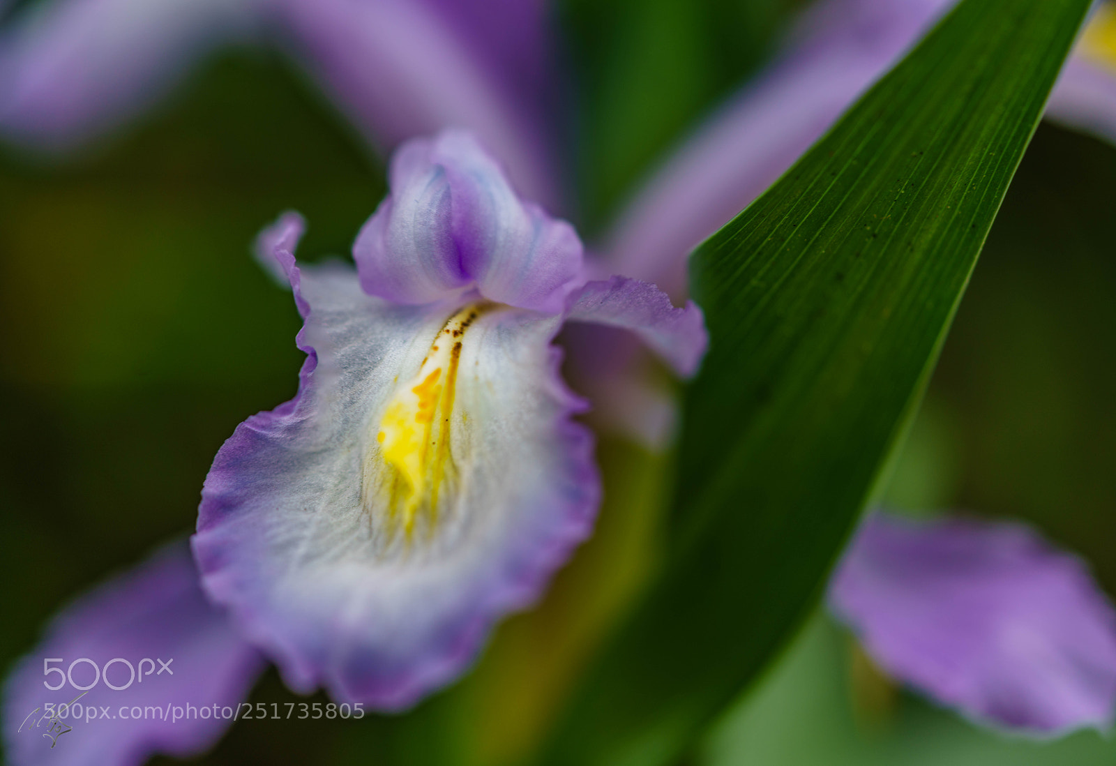 Sony a7R II sample photo. Kew flowers photography