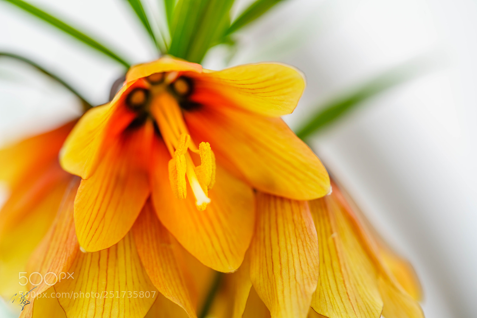 Sony a7R II sample photo. Kew flowers photography