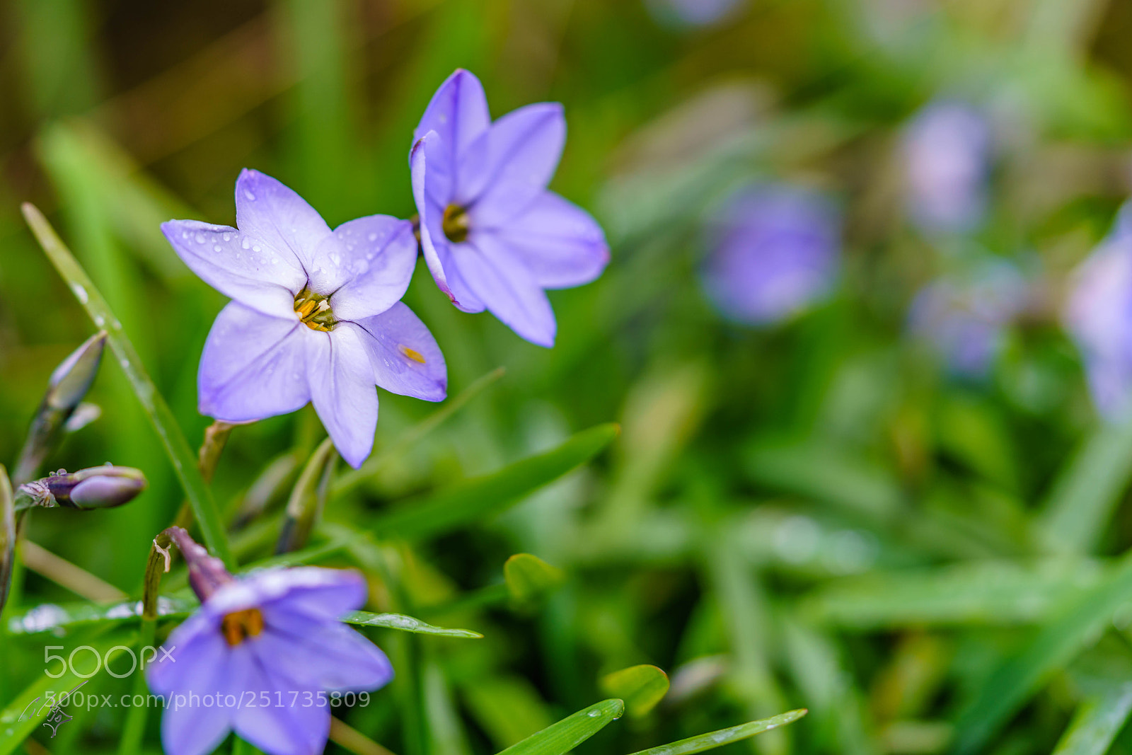 Sony a7R II sample photo. Kew flowers photography