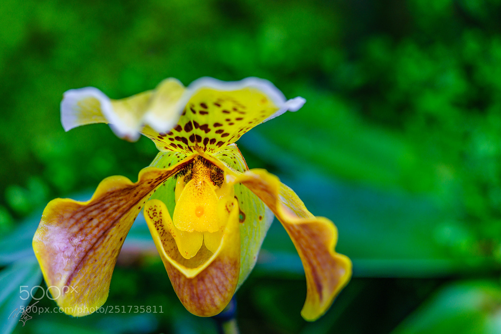 Sony a7R II sample photo. Kew flowers photography