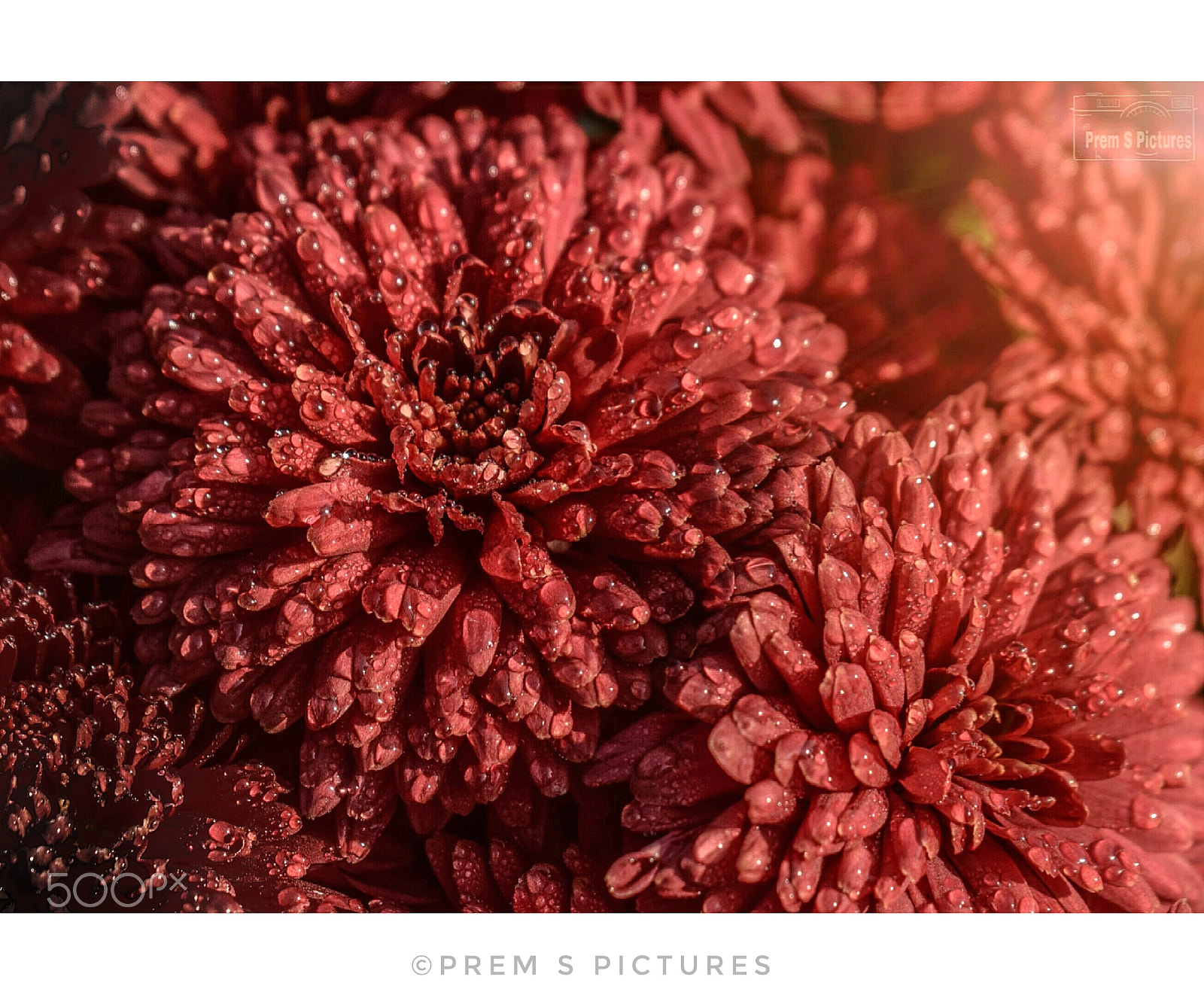 Nikon D3300 sample photo. Red bloom!!! photography
