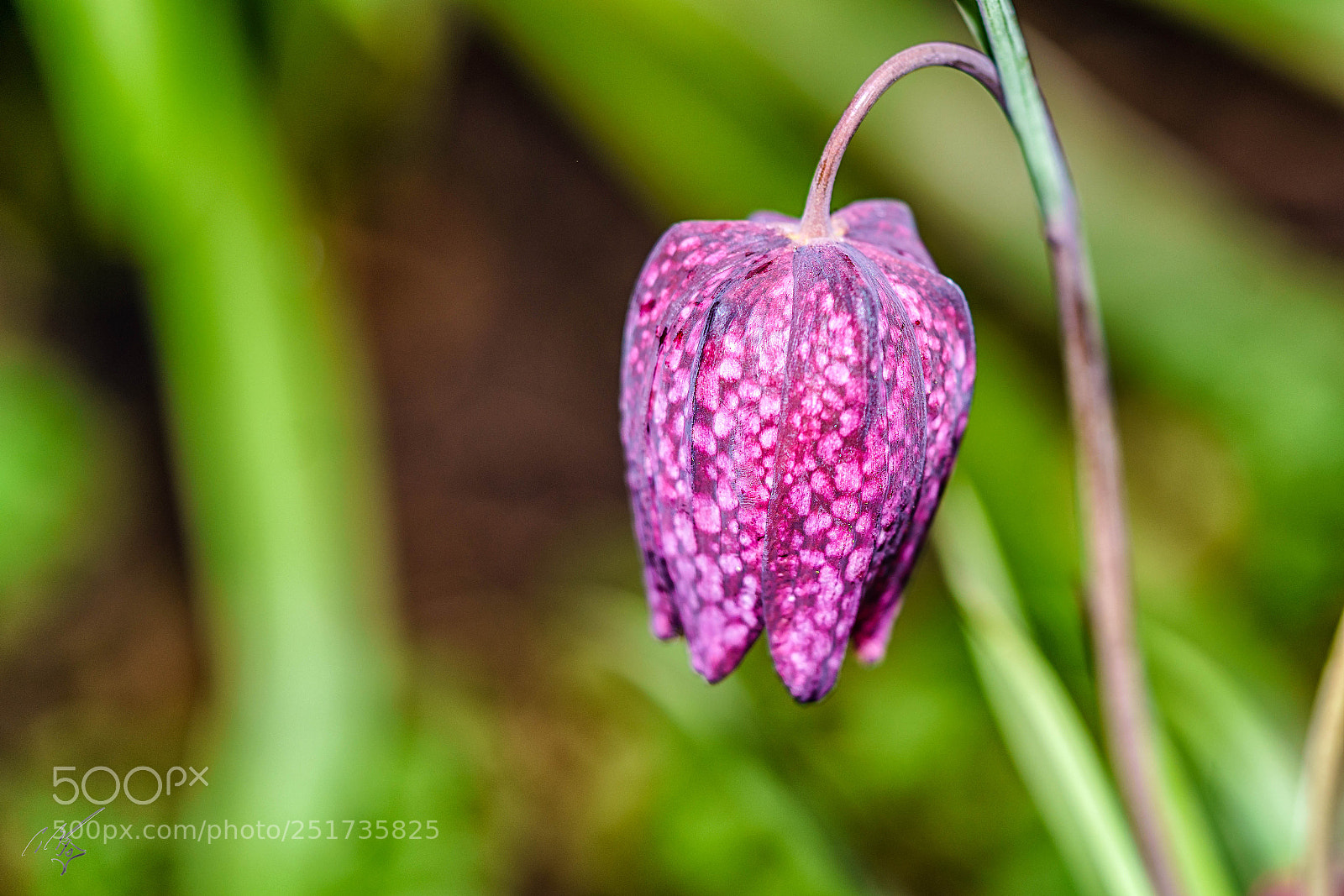 Sony a7R II sample photo. Snake head photography