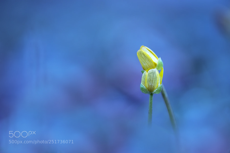 Canon EOS 5D Mark IV sample photo. Tristesse d'un printemps photography