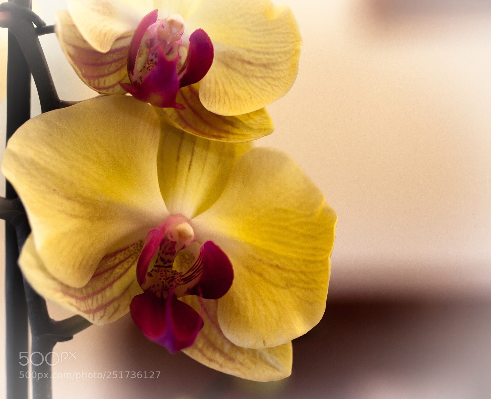 Canon EOS 5D Mark II sample photo. Orchidée photography