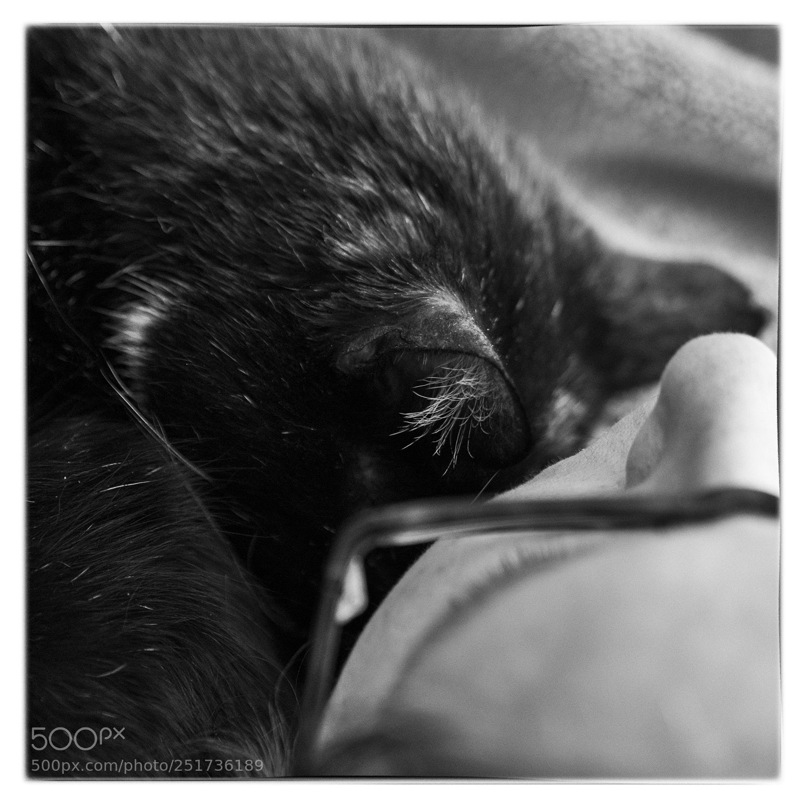 Olympus PEN-F sample photo. Sleepy time photography