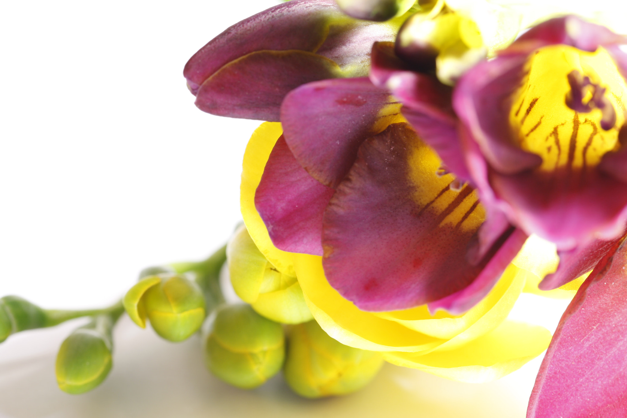 Canon EF 100mm F2.8L Macro IS USM sample photo. Spring scents photography