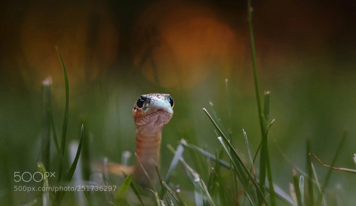 Sony a6300 sample photo. Snake photography