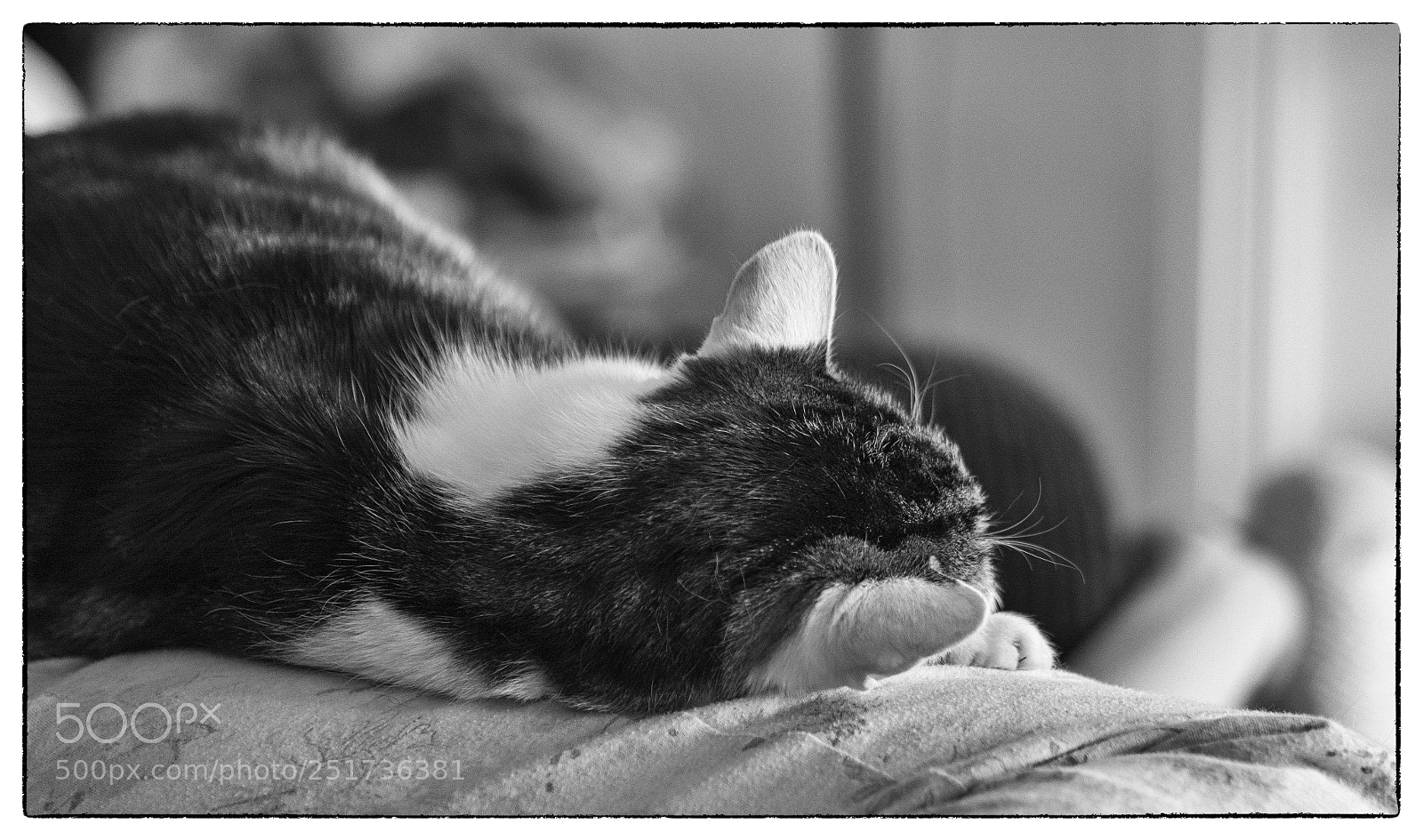 Olympus PEN-F sample photo. Sleepy puss photography