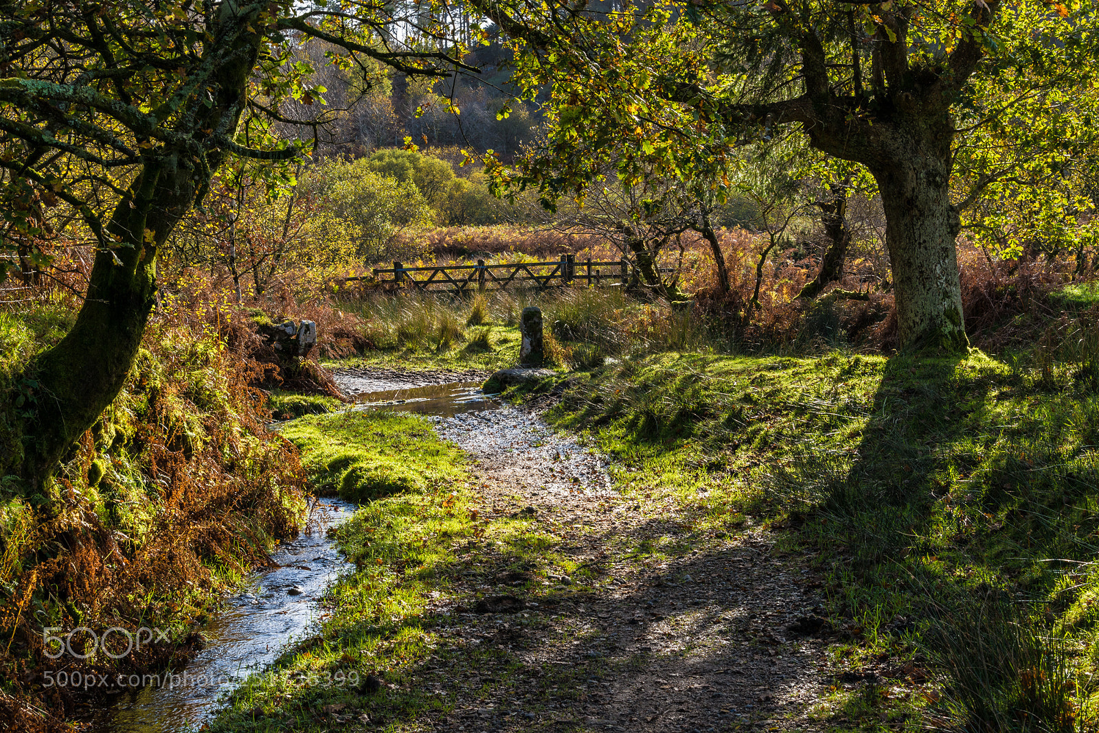 Nikon D610 sample photo. An autumn stroll near photography
