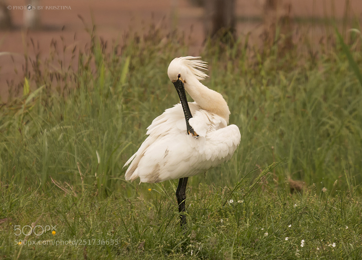 Canon EOS 70D sample photo. Eurasian spoonbill photography