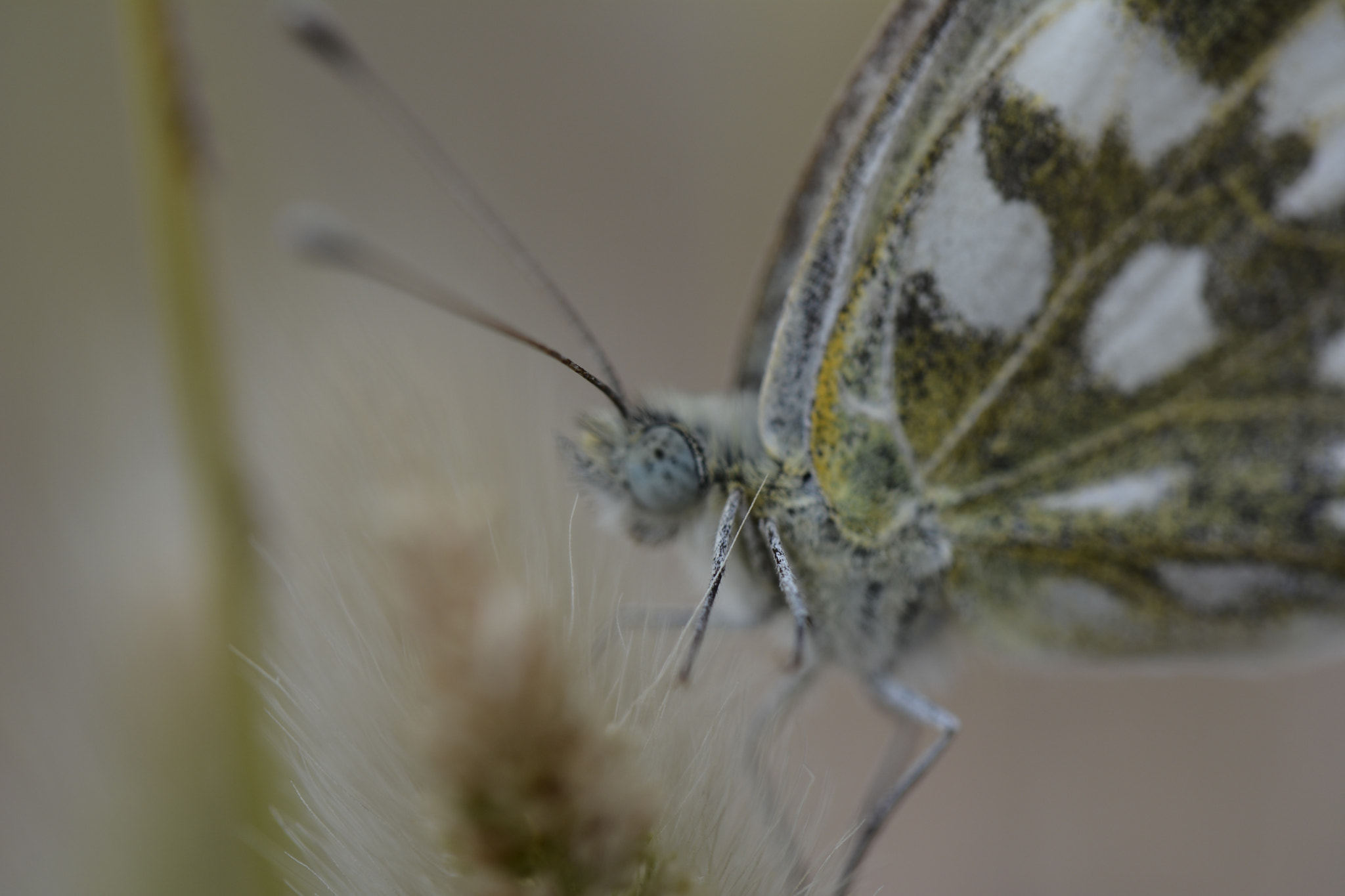 Nikon D7100 sample photo