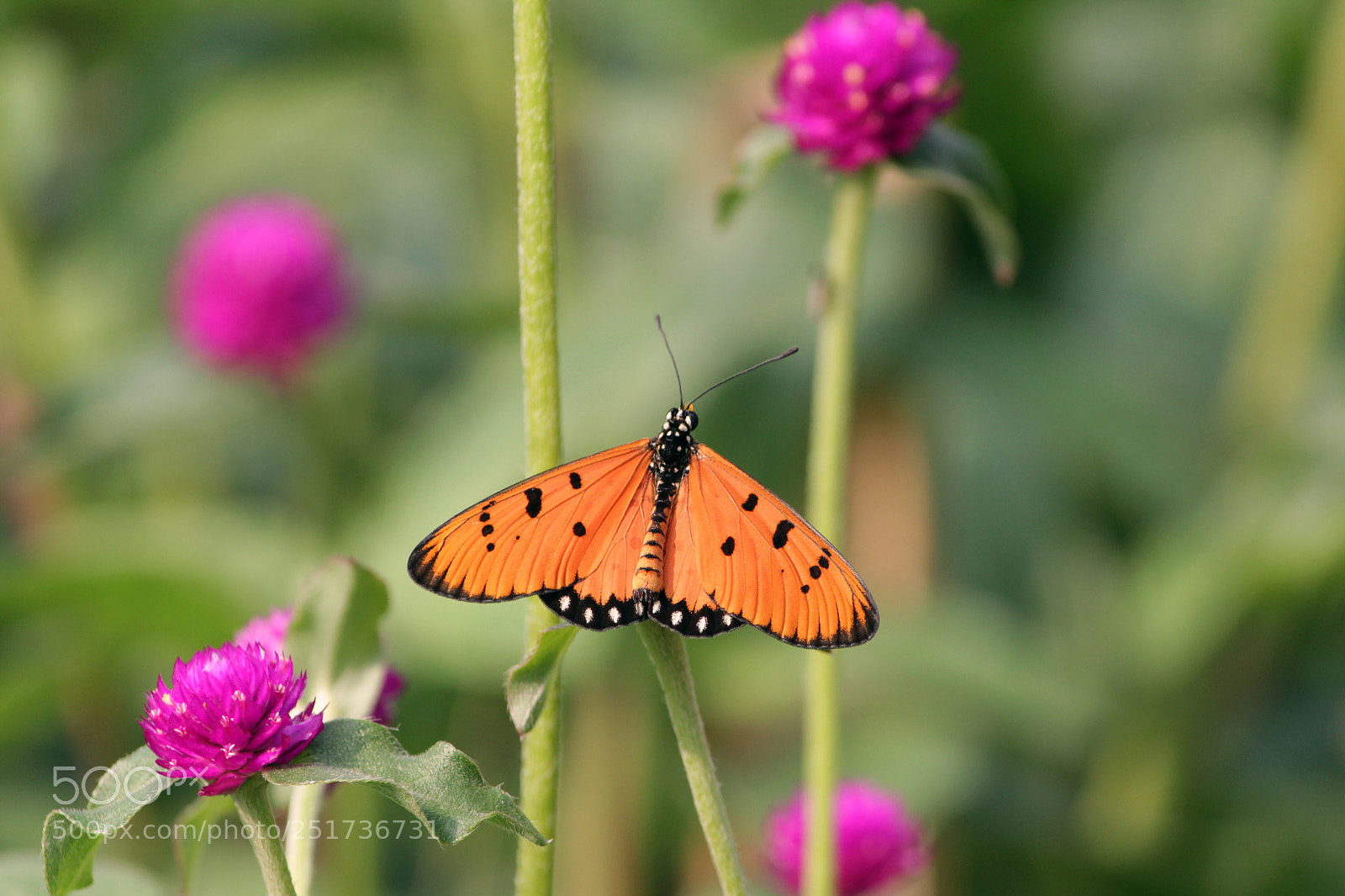 Canon EOS 1300D (EOS Rebel T6 / EOS Kiss X80) sample photo. Butterfly and flowers!! ;) photography