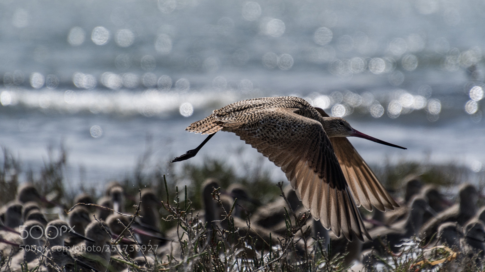 Nikon D500 sample photo. Willet, or klingon warship? photography