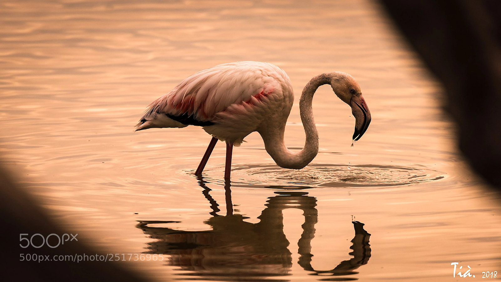 Nikon D810 sample photo. Flamenc . photography