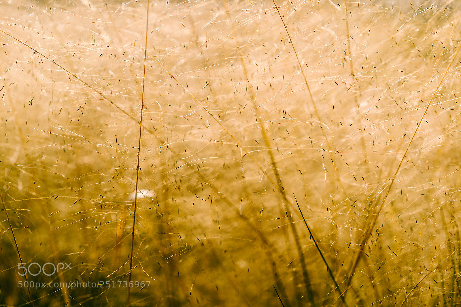 Sony a7R II sample photo. The grass photography