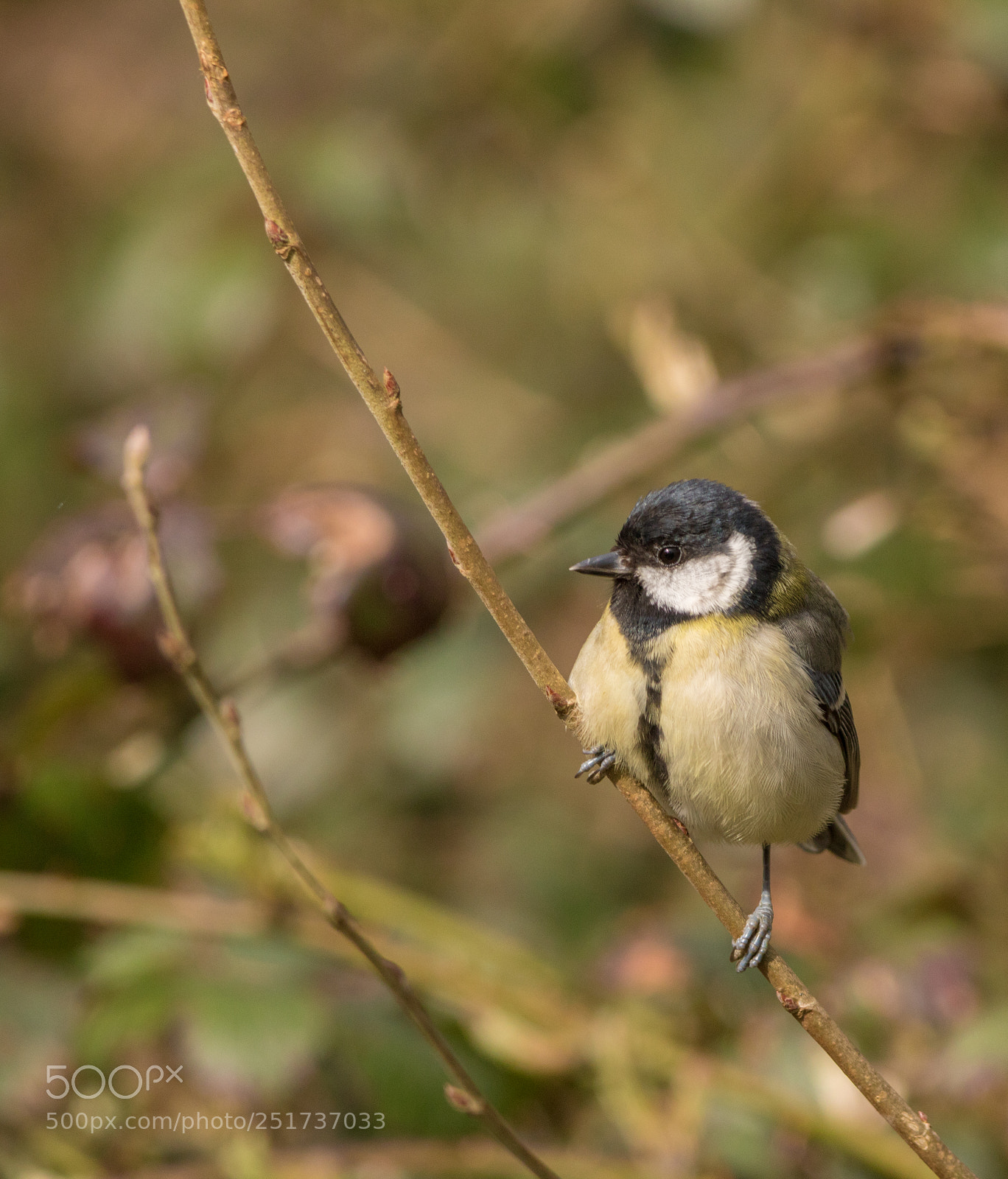 Canon EOS 750D (EOS Rebel T6i / EOS Kiss X8i) sample photo. Great tit photography