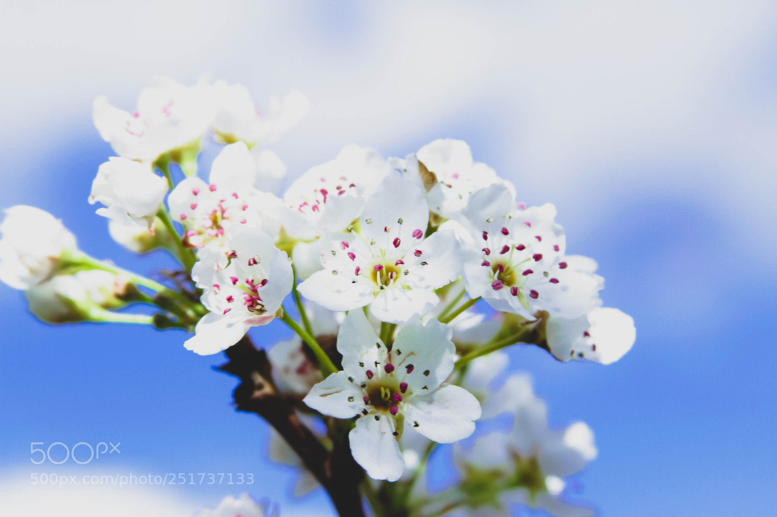 Canon EOS 7D sample photo. Springtime blooms photography