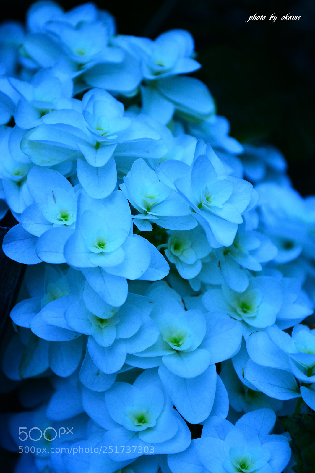 Nikon D5200 sample photo. (flower) photography