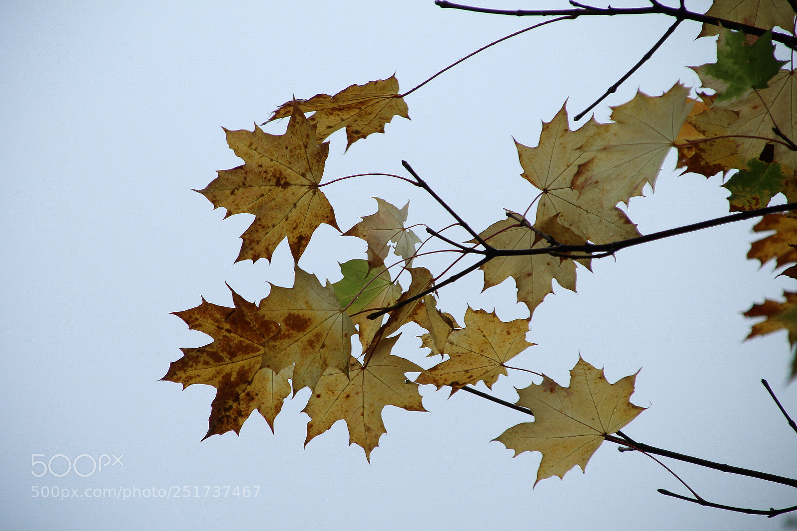 Canon EOS 1300D (EOS Rebel T6 / EOS Kiss X80) sample photo. Leaves  photography