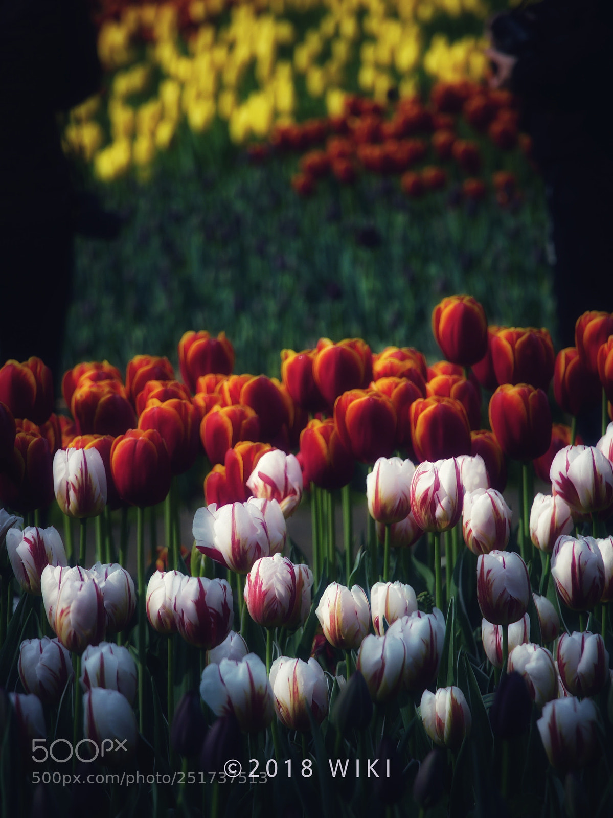 Sony a5100 sample photo. Tulip season photography
