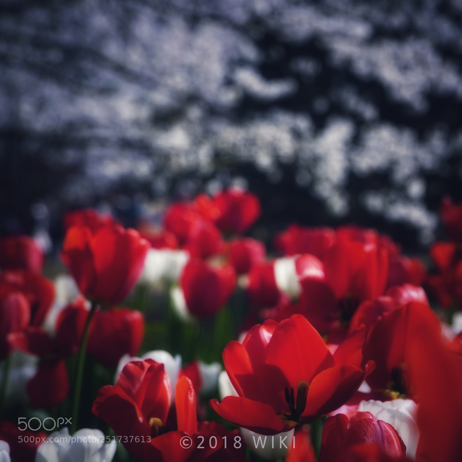 Sony a5100 sample photo. Red & white photography