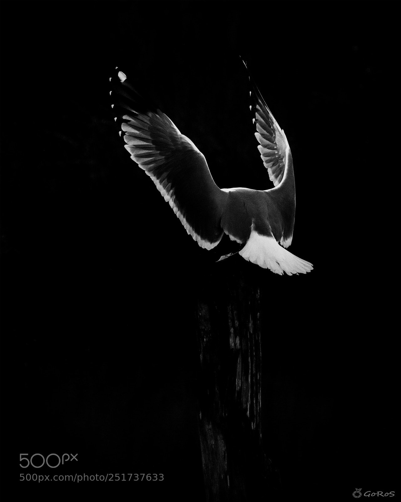 Nikon D500 sample photo. Larus argentea photography