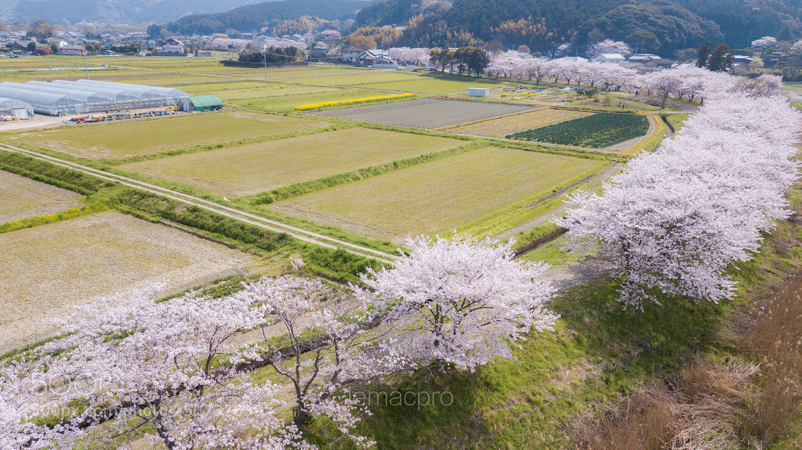 DJI FC220 sample photo. Sakura from avobe...2 photography