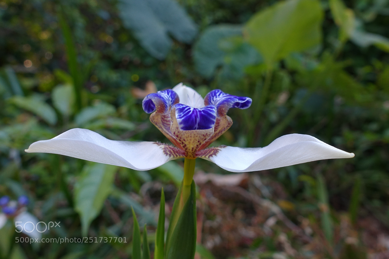 Sony Cyber-shot DSC-RX100 III sample photo. Walking iris-1 photography