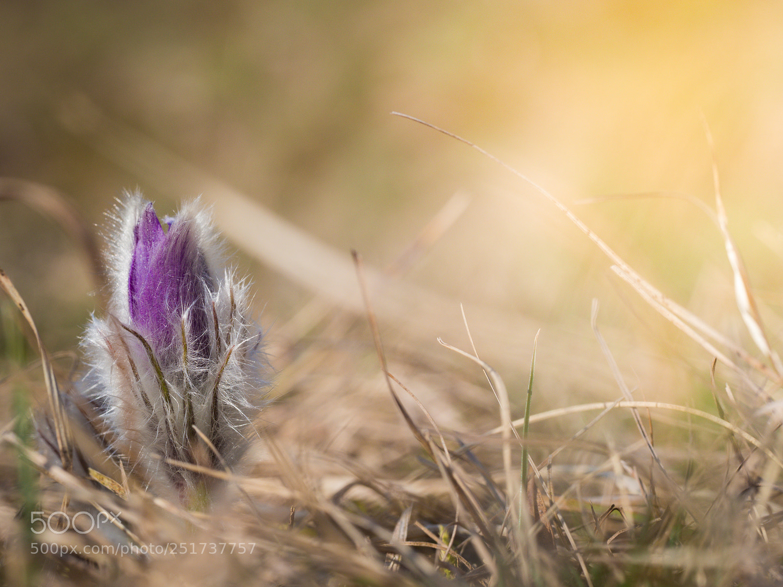 Olympus OM-D E-M10 II sample photo. Pulsatilla grandis photography