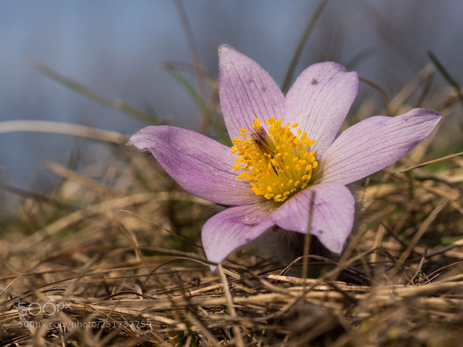 Olympus OM-D E-M10 II sample photo. Pulsatilla grandis photography